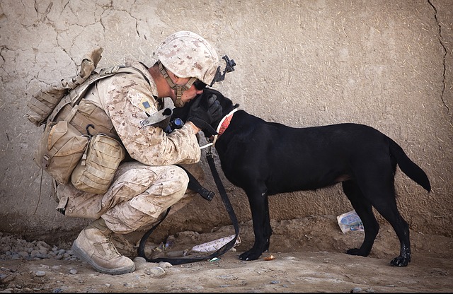 služební vojenský pes