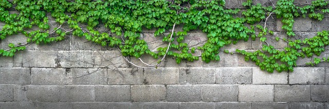 betonový plot s rostlinami